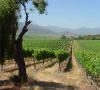 Cousi�o Macul vineyard
